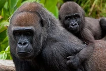 Thông tin về loài động vật có bộ gen giống người đến hơn 98%