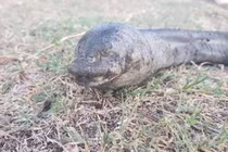 Xác sinh vật “đột biến” nổi trên sông khiến người dân hãi hùng