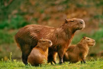 Lý giải được tại sao loài chuột lang nước không bị mắc ung thư