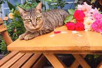 Vườn hồng rực rỡ của cô gái 8X từng bị gọi là “mụ khùng”