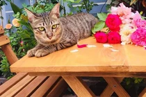 Vườn hồng rực rỡ của cô gái 8X từng bị gọi là “mụ khùng”