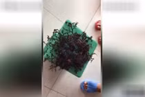 Video: Sinh vật bí ẩn có hàng trăm xúc tu ở Việt Nam lên báo Mỹ