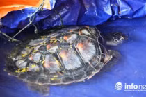 Hà Tĩnh: Một ngư dân bắt được rùa biển quý hiếm nặng hơn 7kg