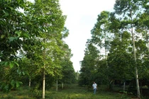 Vườn dổi “khủng” nhất xứ Mường ai đến cũng phải ngẩn ngơ, ao ước 