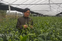 3 tháng chăm 3.000 chậu hoa ly bán Tết, bỏ túi ngay 200 triệu đồng
