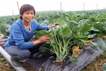 Chuyện cặp đôi nông dân "quyền lực" trồng rau sạch ăn ngay tại ruộng