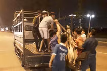 Đến trụ sở công an, con bò “biến mất”