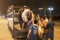 Đến trụ sở công an, con bò “biến mất”