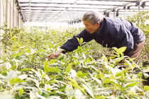 Lạ lùng giống mai vàng đẹp tuyệt trên dãy núi Yên Tử