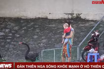 Video: Đàn thiên nga hàng trăm triệu đồng ở hồ Thiền Quang giờ ra sao? 