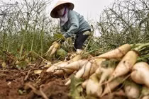 Cục Trồng trọt: Củ cải bỏ thối, nông dân đã thu tiền tỷ trước rồi
