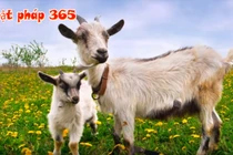 Video: Ba con giáp bản tính thông minh, kiếm tiền giỏi nhất thiên hạ