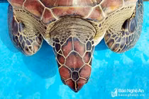 Bắt được rùa quý hiếm, ngư dân Nghệ An tặng người khác chăm nuôi