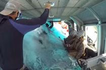 Học hỏi cách phi công Mỹ thoát hiểm khỏi trực thăng đang chìm