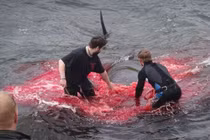 Video: Cảnh thảm sát 180 cá voi nhuộm đỏ vùng biển Đan Mạch