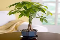 Trồng được cây này trong nhà, cả năm tài lộc vô biên