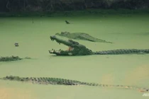 Indonesia: Chấn động “quái vật sông” ăn thịt mất nửa thân người