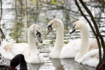 Người tặng Thiên nga thả hồ ở Hà Nội nói gì?