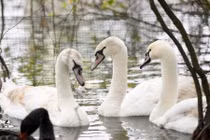 Người tặng Thiên nga thả hồ ở Hà Nội nói gì?