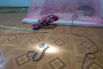 Hoảng hồn rắn cực độc bò vào giường ngủ nhà dân giữa đêm