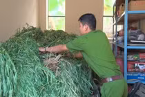 Tịch thu 130 kg cần sa do con rể trồng ở nhà… cha vợ