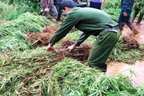 Người đàn ông quốc tịch Mỹ trồng cần sa trong nhà