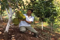 Trồng mít “lạ” trên đất dốc, trước bị kêu ngốc, sau lại được khen