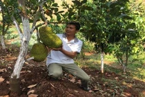 Trồng mít “lạ” trên đất dốc, trước bị kêu ngốc, sau lại được khen