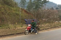 Đào rừng tràn ra quốc lộ tìm “chủ nhân” ngày giáp Tết Mậu Tuất
