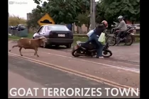 Video: Lý giải vì sao con vật này được gọi là dê cụ 