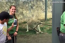 3 đô vật lực lưỡng kéo co với một sư tử và cái kết bất ngờ