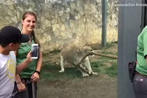 3 đô vật lực lưỡng kéo co với một sư tử và cái kết bất ngờ