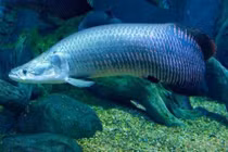 Đại gia thể hiện bằng việc nuôi thú cưng kỳ quái tiền triệu