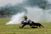 Một ngày với những "chiến khuyển" đặc biệt của Bộ đôi Biên phòng