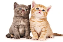 3 tháng tới, 4 con giáp này sẽ giàu chóng mặt, quan lộ thần tốc