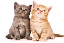 3 tháng tới, 4 con giáp này sẽ giàu chóng mặt, quan lộ thần tốc