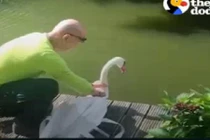 Hành động bất ngờ của đôi thiên nga xa cách lâu ngày gặp lại