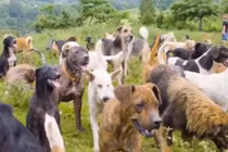 Video: Thiên đường trú ẩn của 900 chú chó hoang