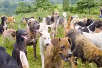 Video: Thiên đường trú ẩn của 900 chú chó hoang