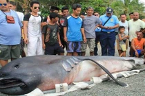 Cá mập khổng lồ dạt bờ, dân Philippines sợ “tận thế”