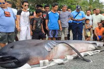 Cá mập khổng lồ dạt bờ, dân Philippines sợ “tận thế”