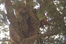 Báo đói xé xác đồng loại, nuốt thịt không thương tiếc