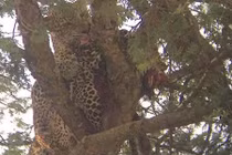 Báo đói xé xác đồng loại, nuốt thịt không thương tiếc