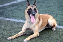 Ly kỳ thú chơi chó chăn cừu có giá ngang ô tô của đại gia Hà Thành