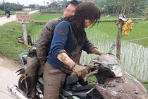 Để bạn gái đèo đi du xuân, cặp đôi ngã sấp mặt xuống ruộng