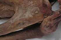 Xác ướp 5.200 năm tuổi có hình xăm quyền lực, cổ nhất thế giới