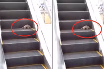 Video: Chuột khổng lồ nhảy chồm chồm dọa người trong siêu thị 