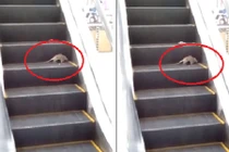 Video: Chuột khổng lồ nhảy chồm chồm dọa người trong siêu thị 