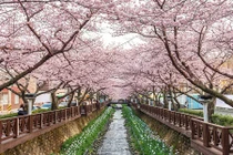 Những chốn ngắm hoa xuân tuyệt đẹp ở châu Á