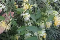 Loài hoa mang tên “vàng bạc” nở vào mùa Xuân, bán giá đắt đỏ